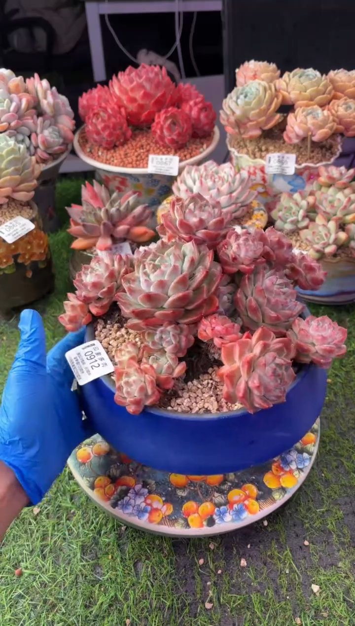 昆明印象多肉0912