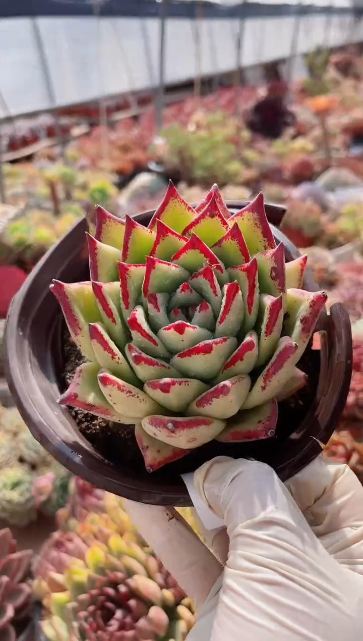 【闪购商品】12290