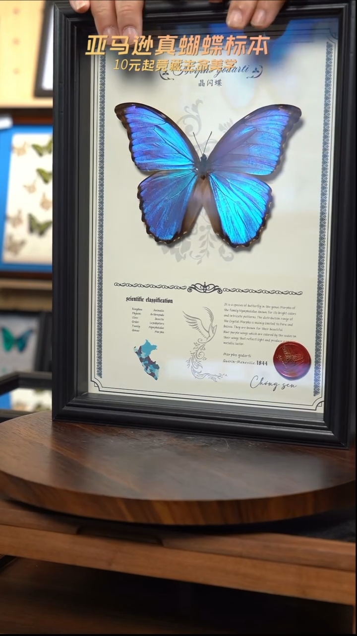 蝴蝶标本摆件竞拍晶闪蝶d695