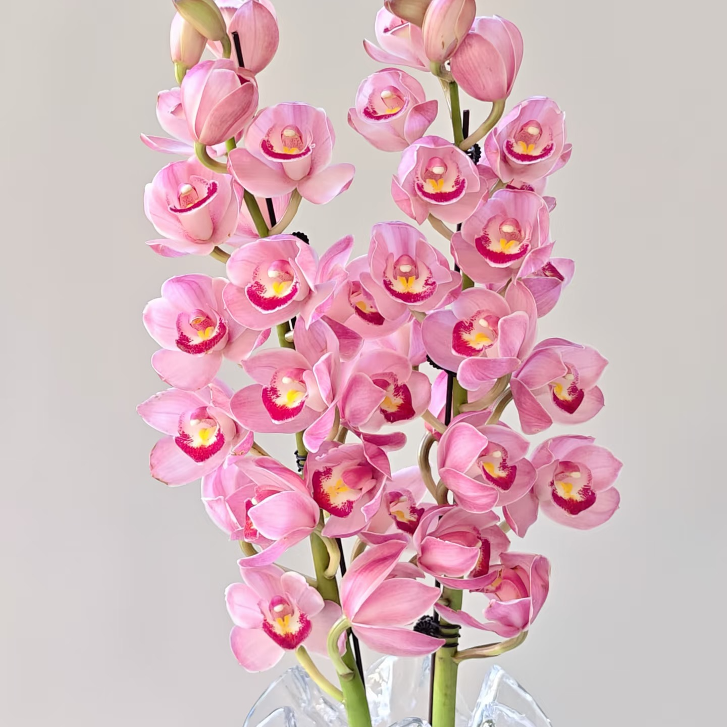 【告白大花蕙兰】云南基地直发鲜花