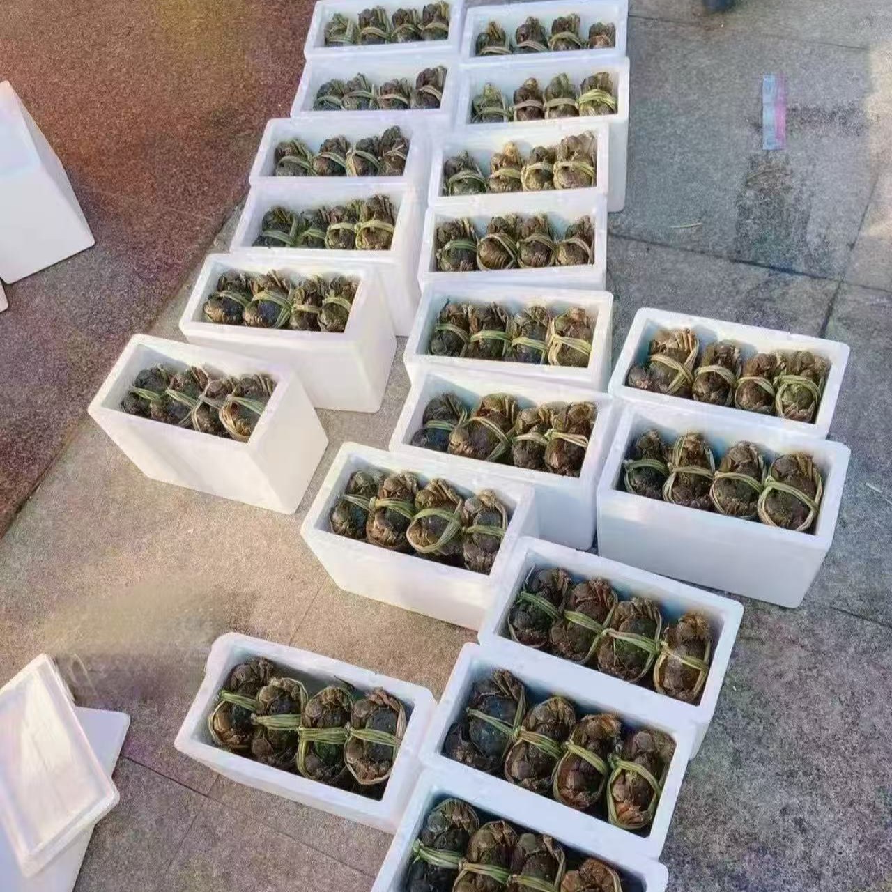 2两母  10只装  兴化精品螃蟹．重约2斤。礼盒装，江浙沪包邮
