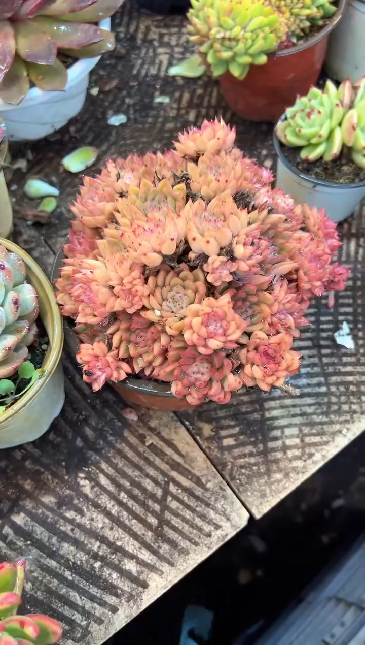 花***宿阿迷洲多肉花卉28394