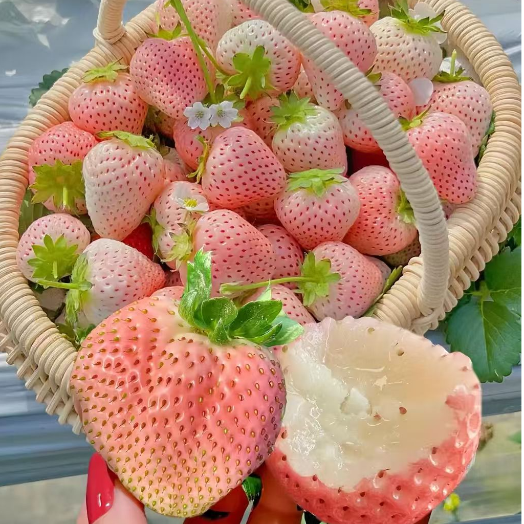 合肥淡雪新鲜现摘草莓1--1.6斤