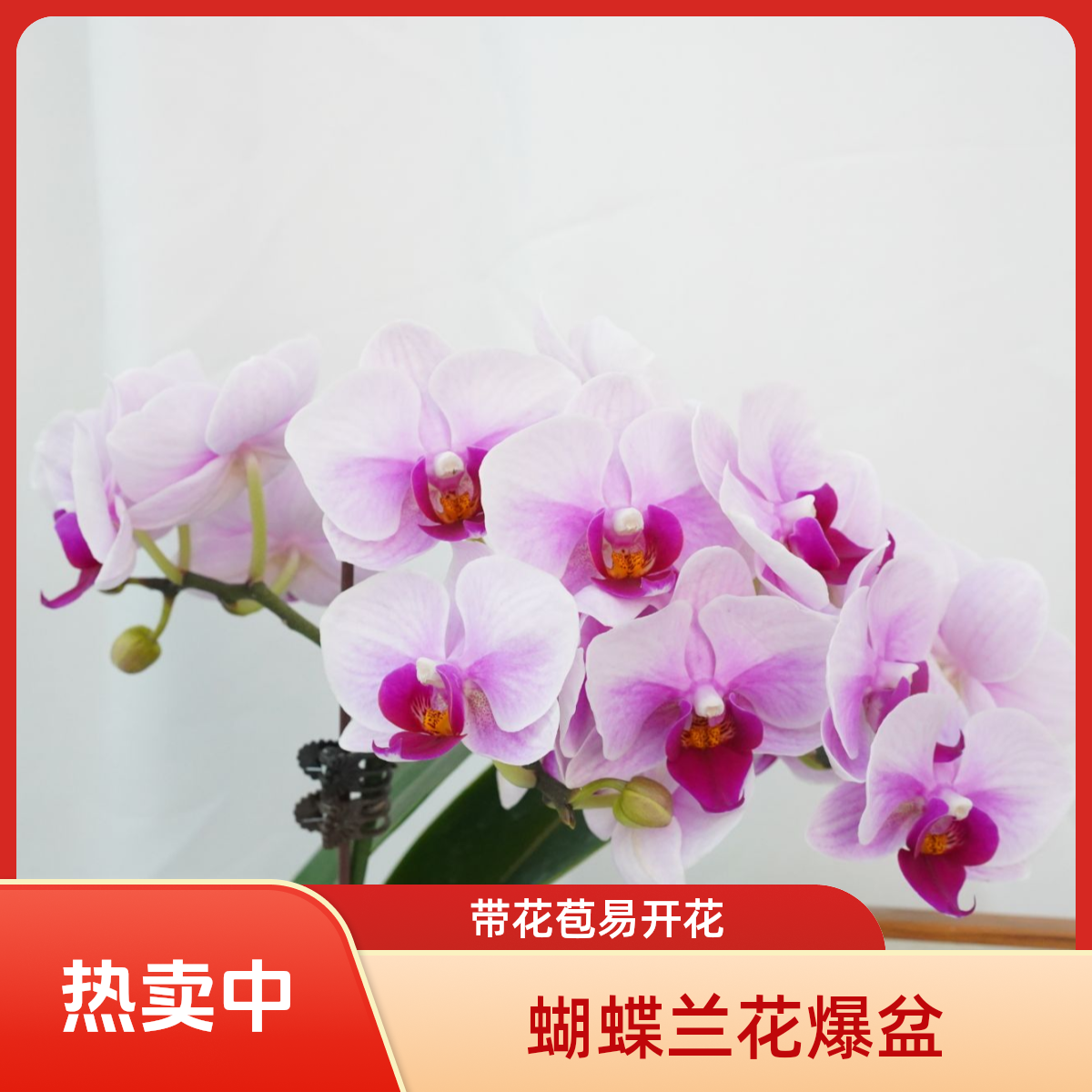 繁星里蝴蝶兰【宝贝】花苞株发货
