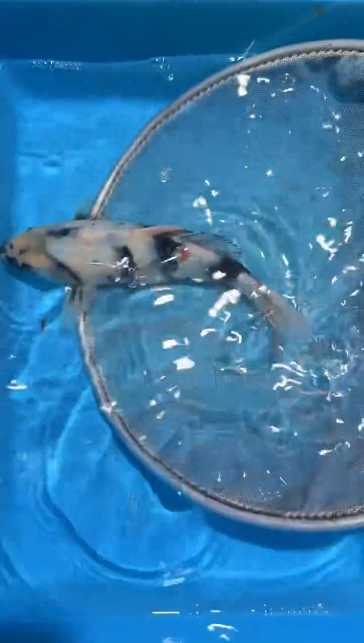 锦鲤点关注右下角竞拍链接出价