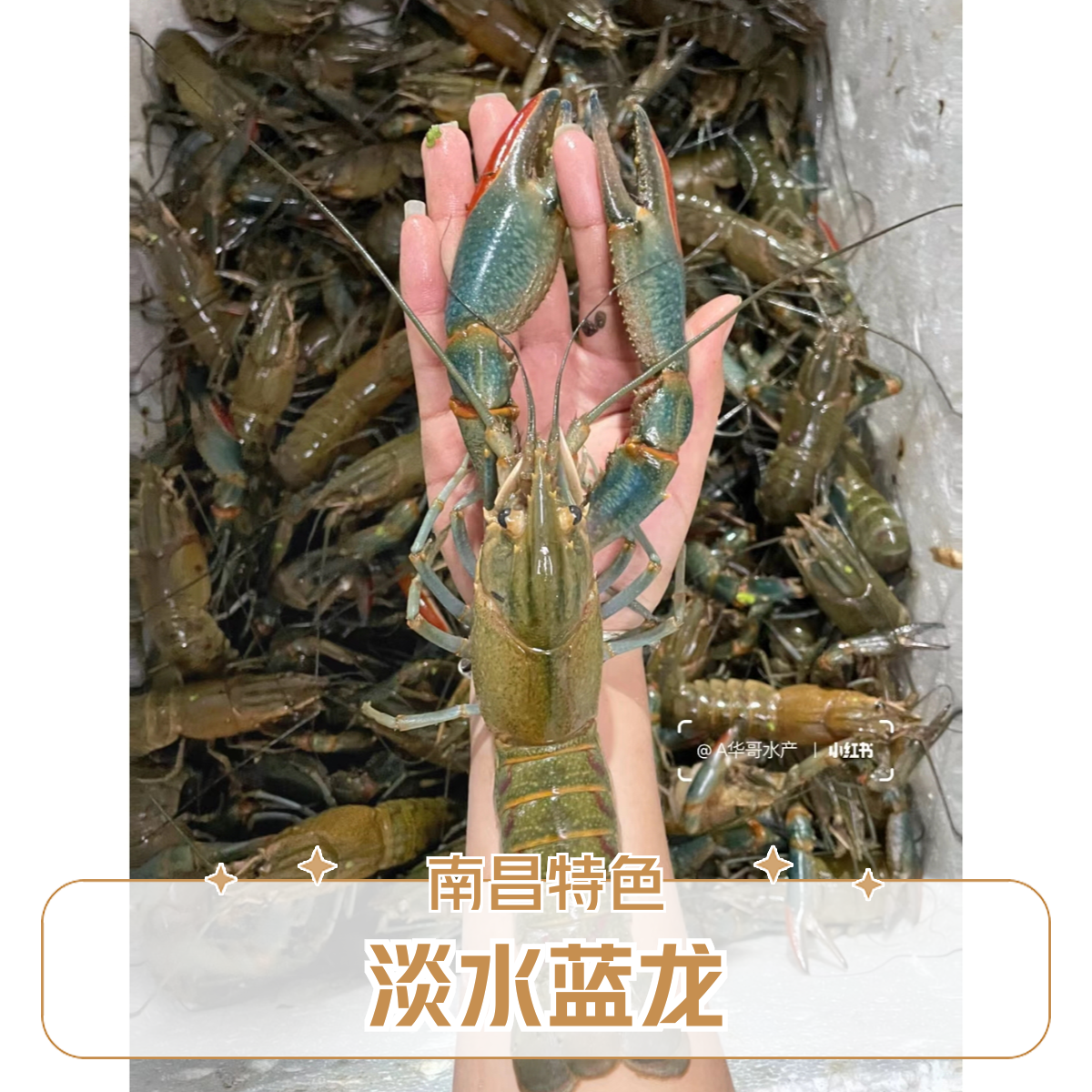 淡水小蓝龙1斤重 南昌鲜活发货