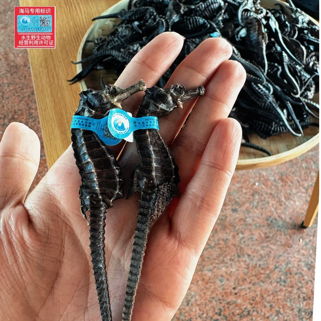 正宗线纹海马干货公母搭配可泡酒煲汤有溯源码3g/对