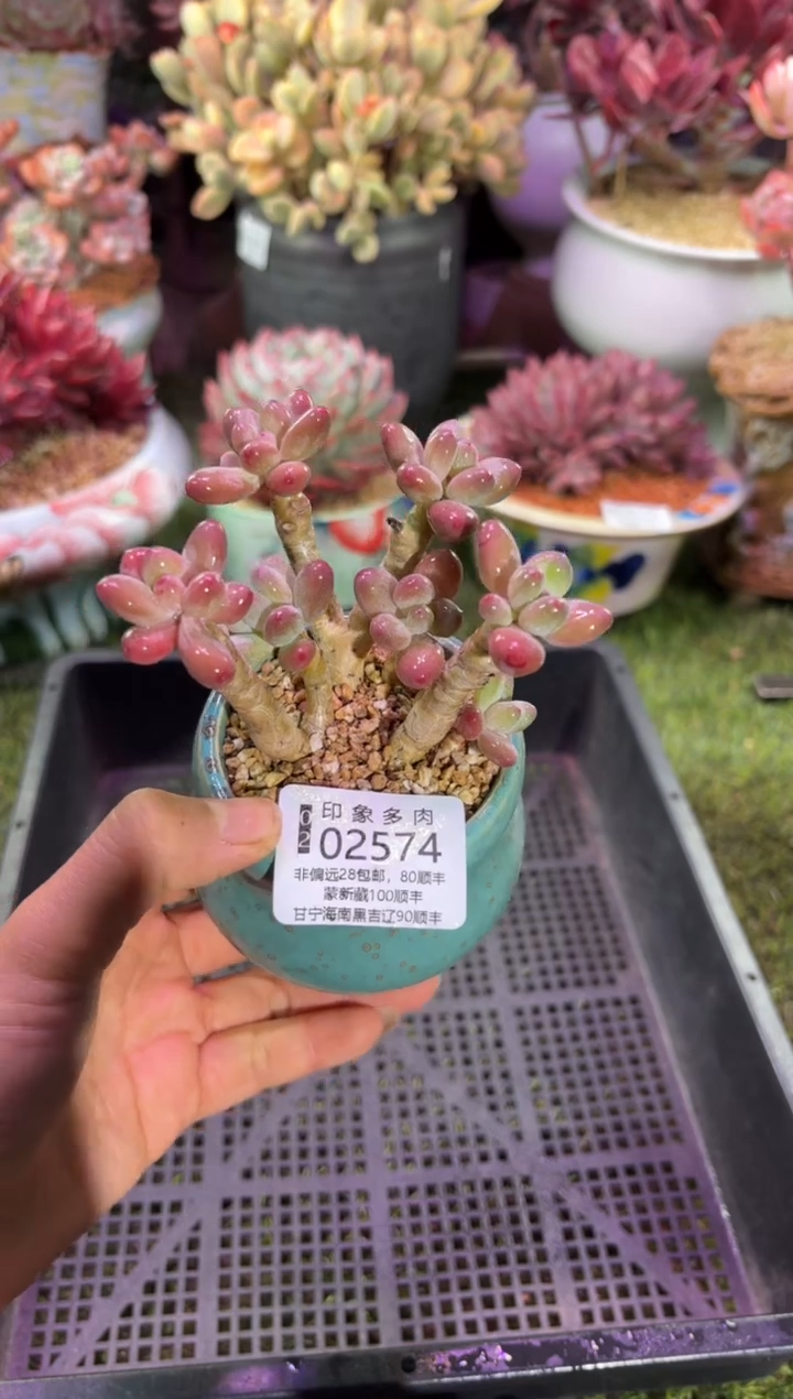 【闪购商品】02574