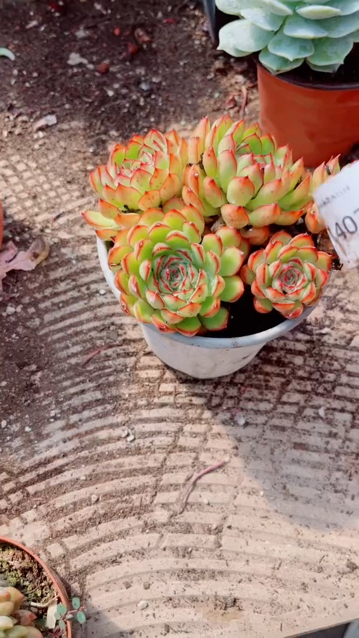 真****子多肉植物一物一拍14026