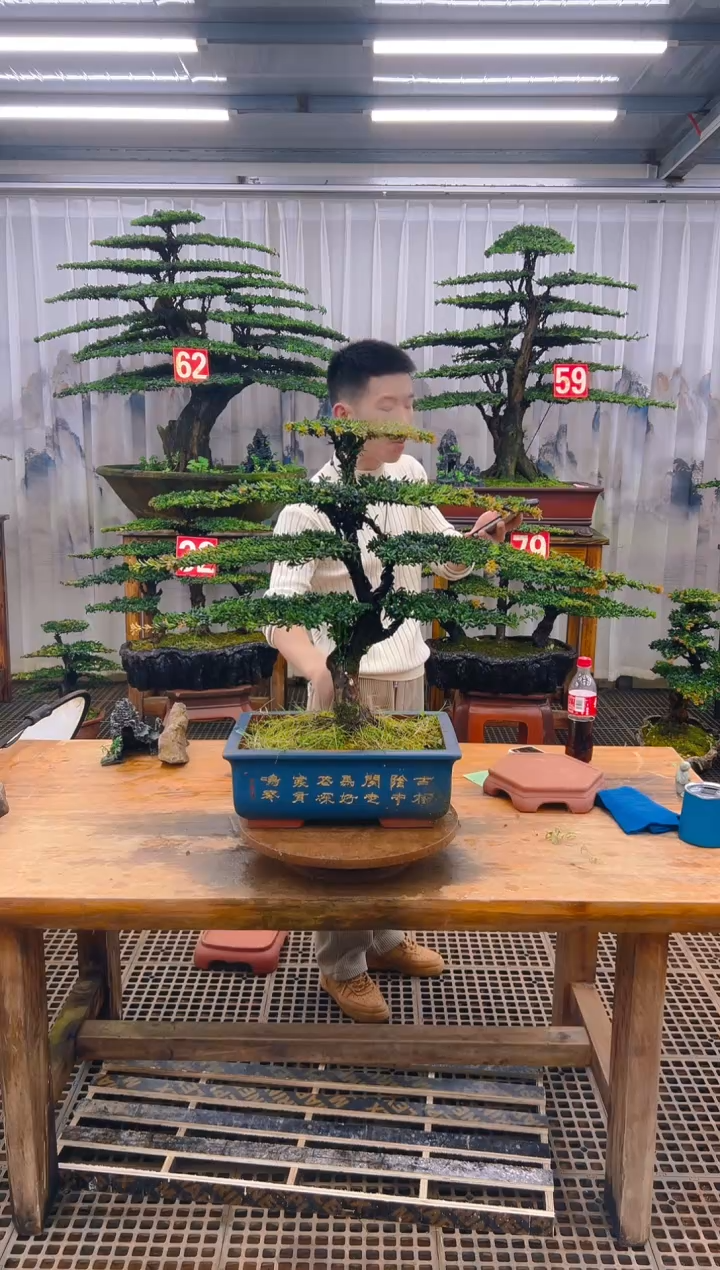 无花朵河****铁精品盆景直播间一物一拍