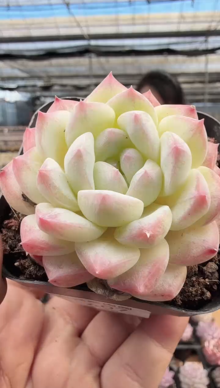 东云多肉园新款-407