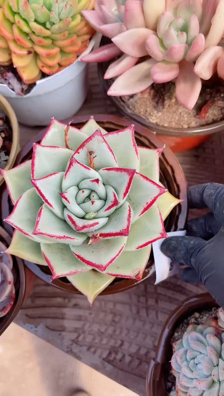 【闪购商品】05399