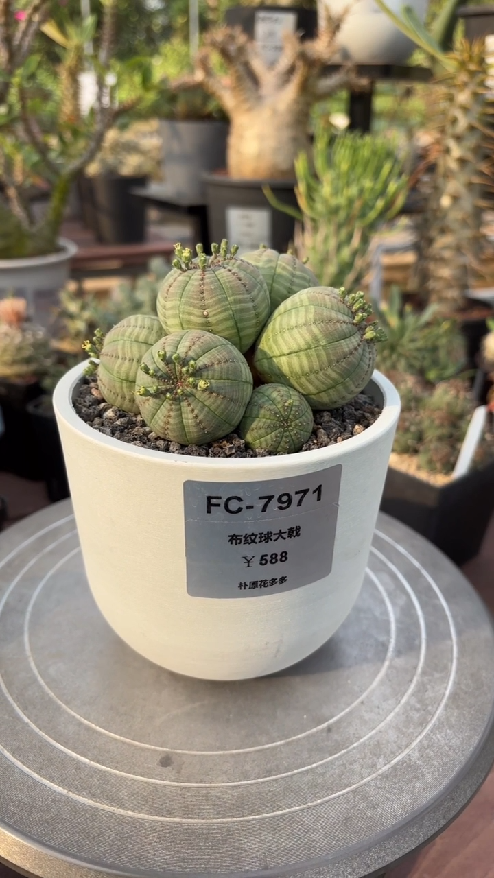 布纹球大戟FC-7971