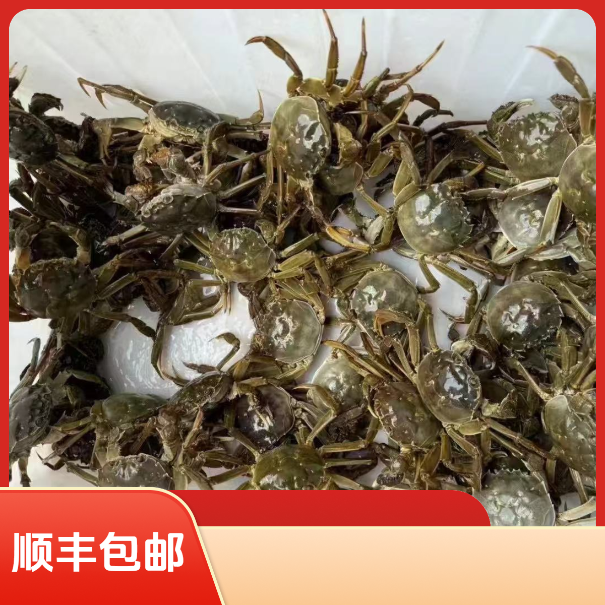 【活蟹】大闸蟹 母蟹 2.3-2.6两  公蟹3-3.2两  8/10只