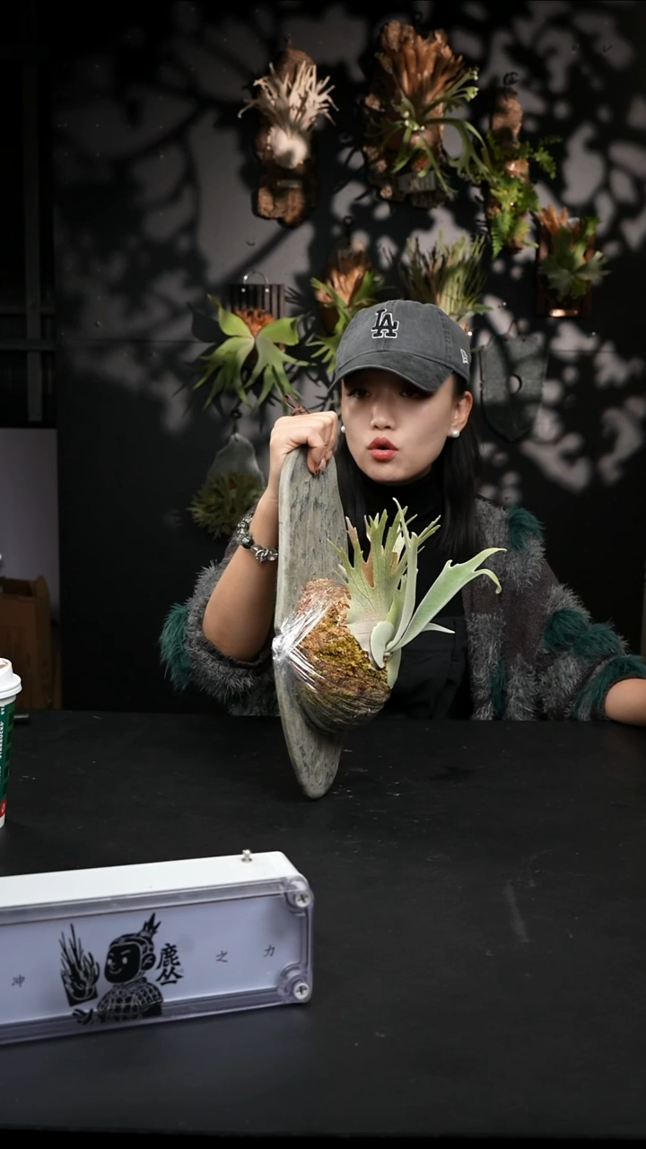 不开花植物LC1203-7 熔岩