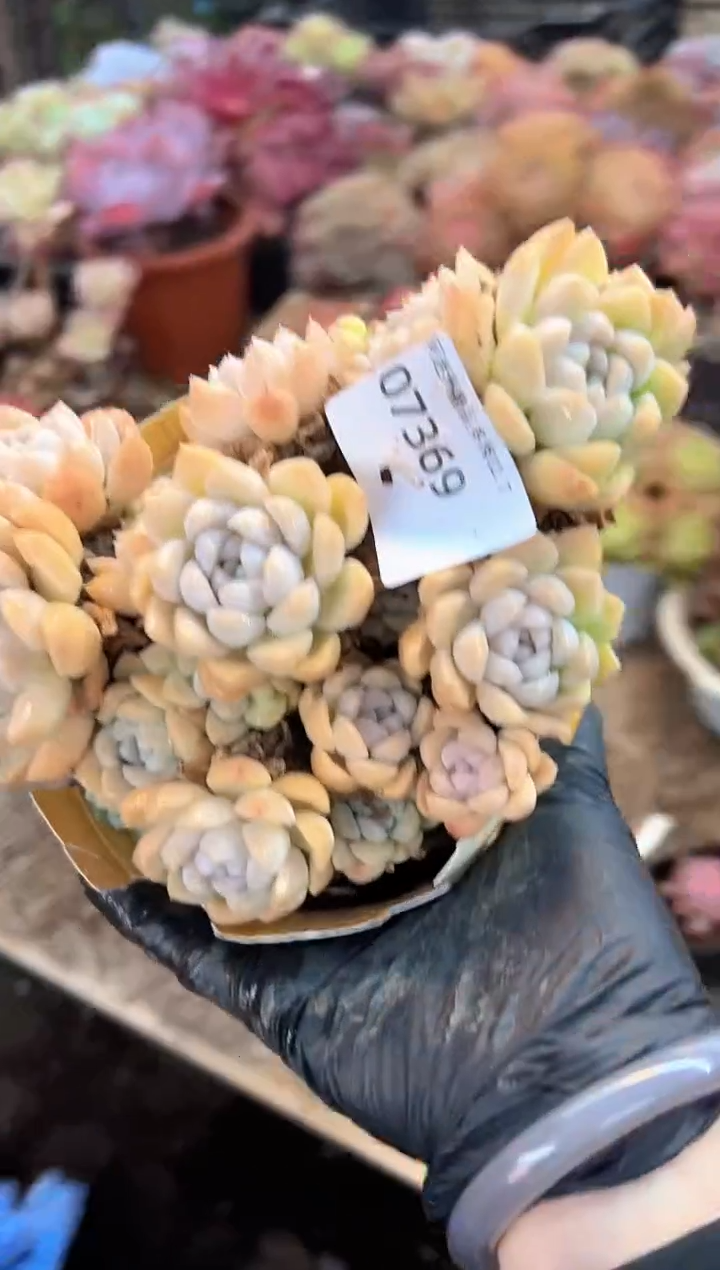 心***️多肉植物一物一拍07369