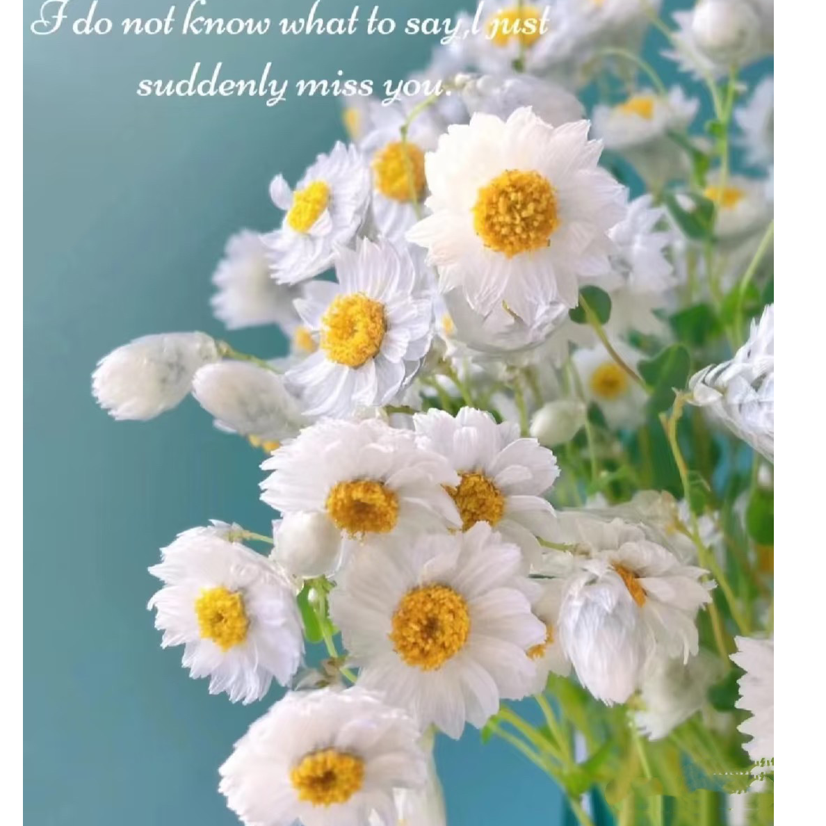 鲁丹鸟天然真花罗丹斯云南真干花家居装饰客厅ins北欧风野餐拍摄