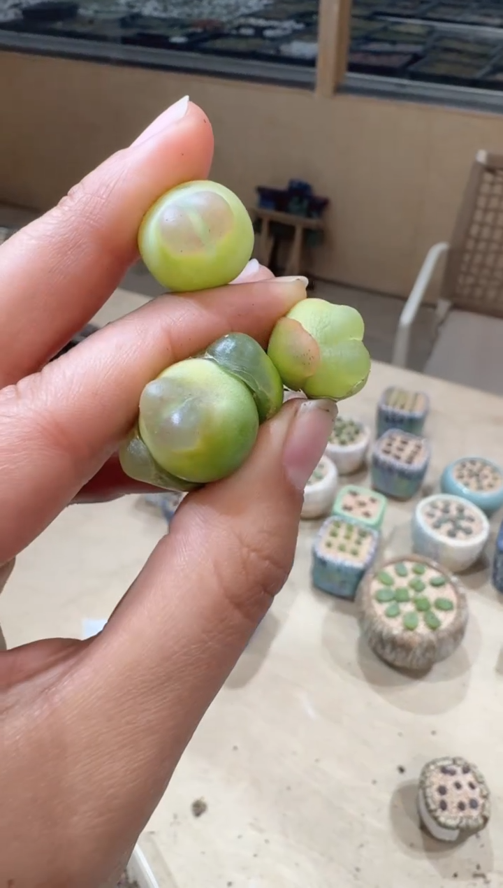 12-14多肉植物肉锥拉登一颗