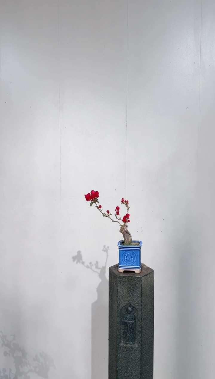 【闪购商品】盆景韩国红