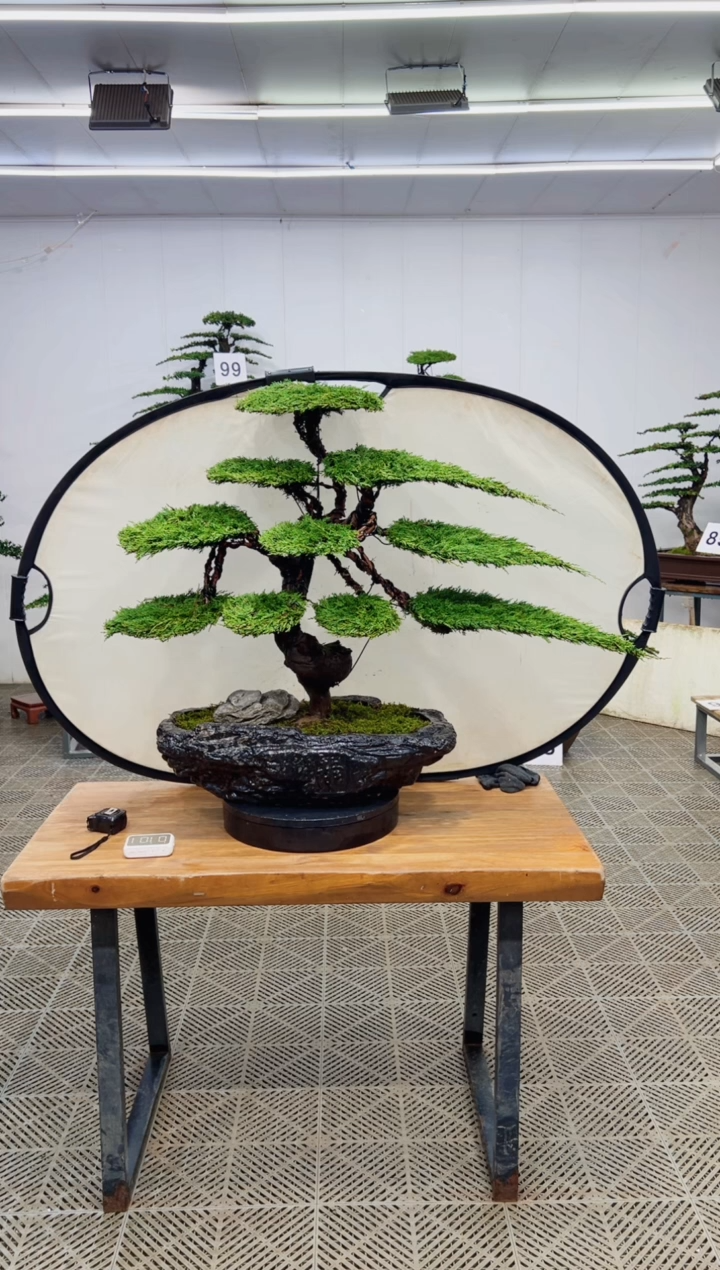 无花朵造型盆景一物一拍