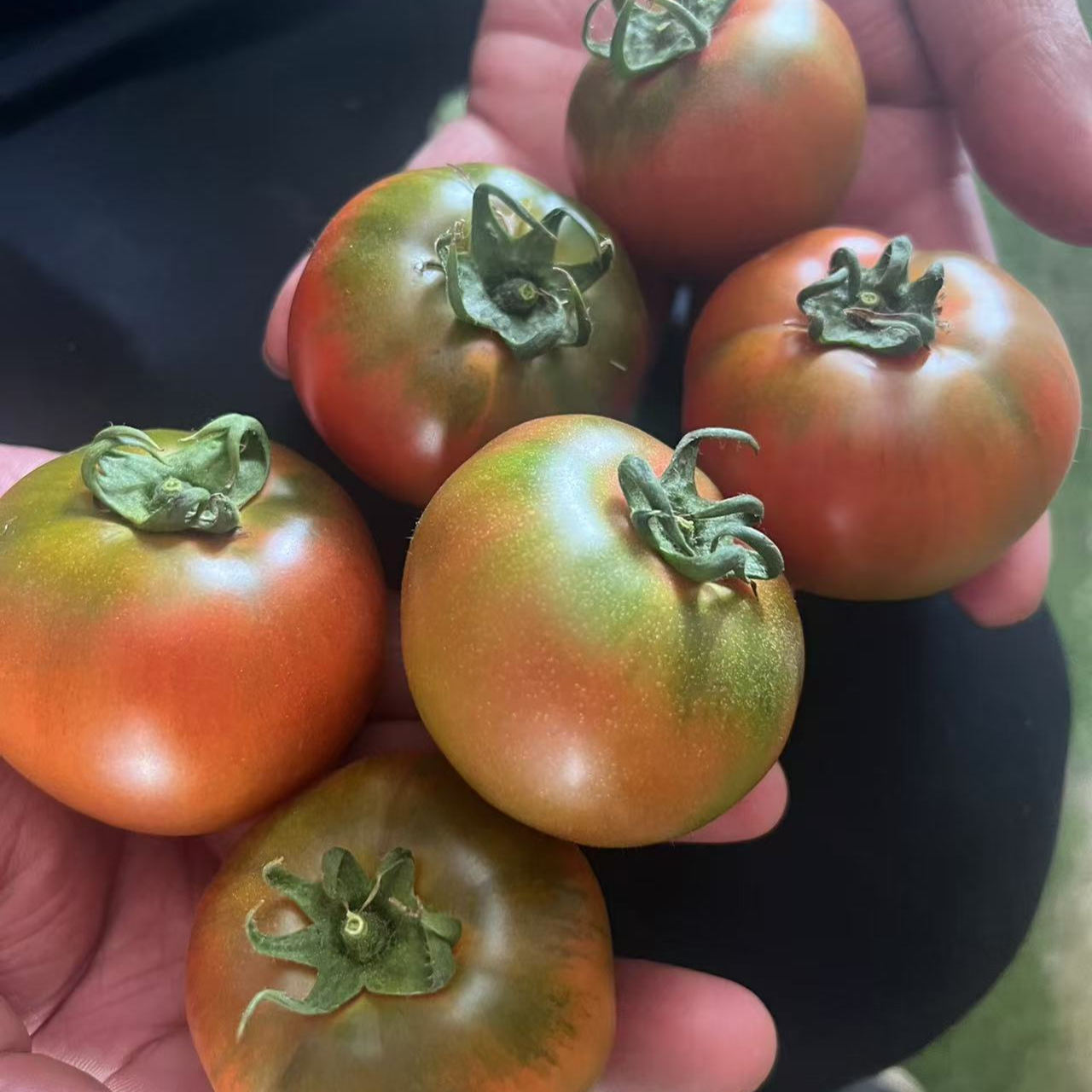 现摘碱地草莓铁皮番茄西红柿【顺丰京东快递】酸甜可口新鲜番茄同城配西红柿西红柿河北省