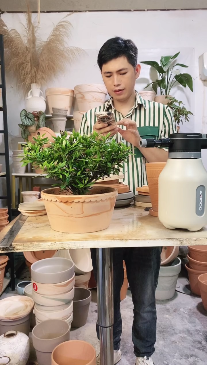 22*10玛奇朵矮盆 1盆无托