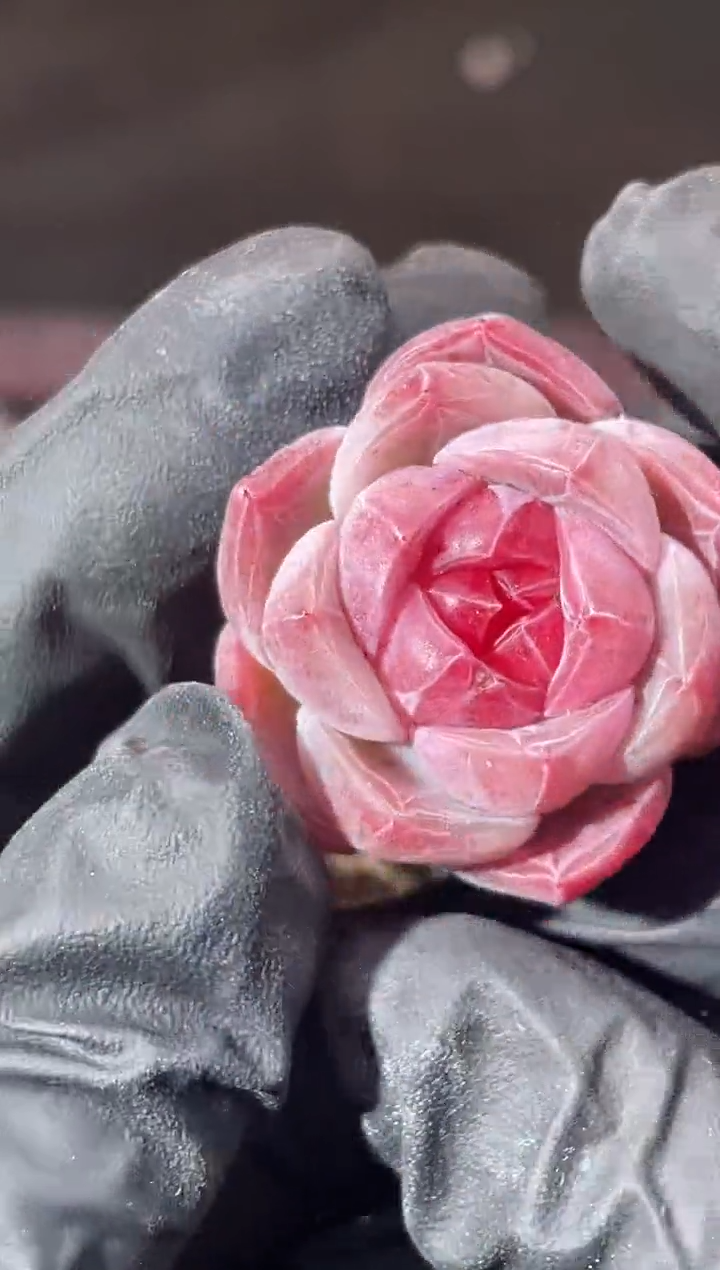 14-22 厂牌2-3厘米量拍发一颗