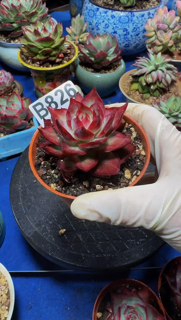 B826惊鸿仙子-----