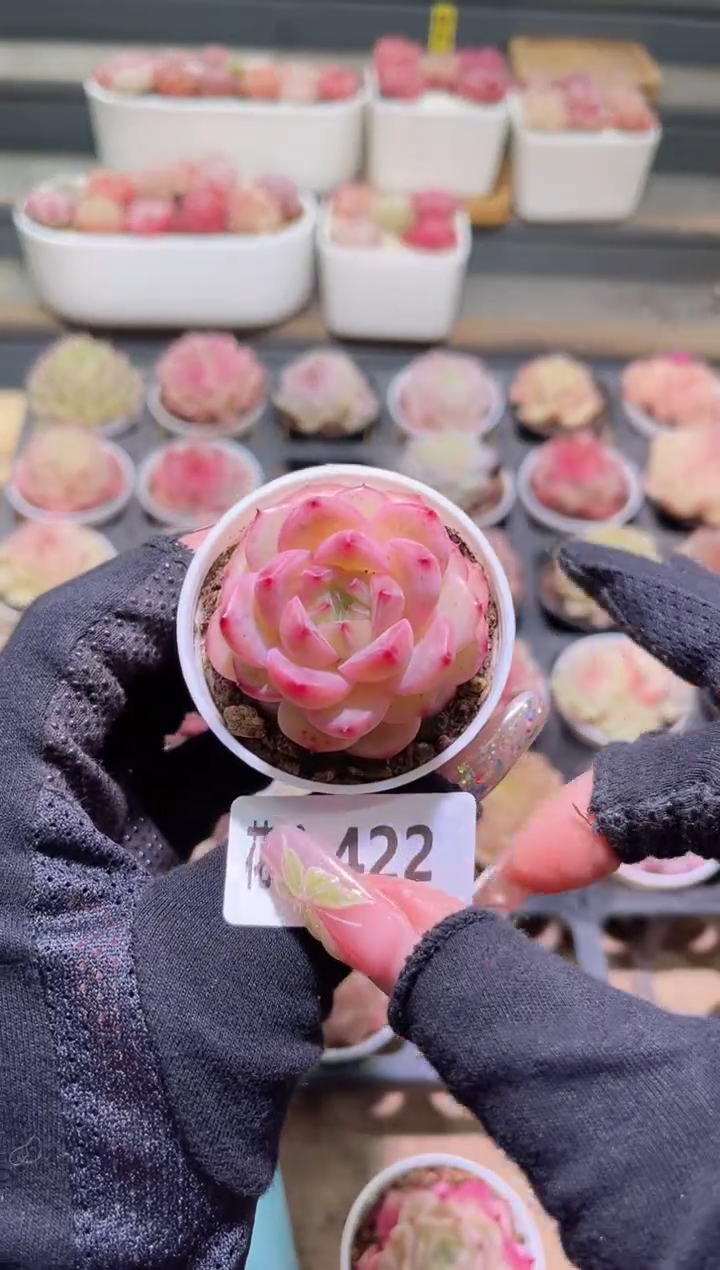 【闪购商品】20-422新品