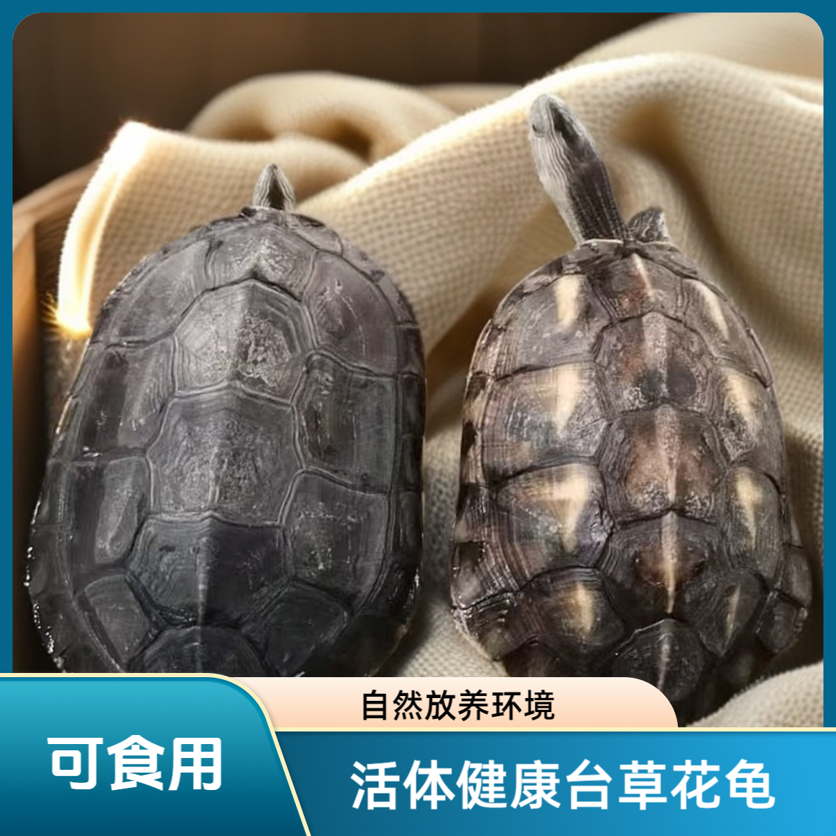 食用龟  外塘放养台草花龟  煲汤龟  3只装  共5-6斤  包活到手