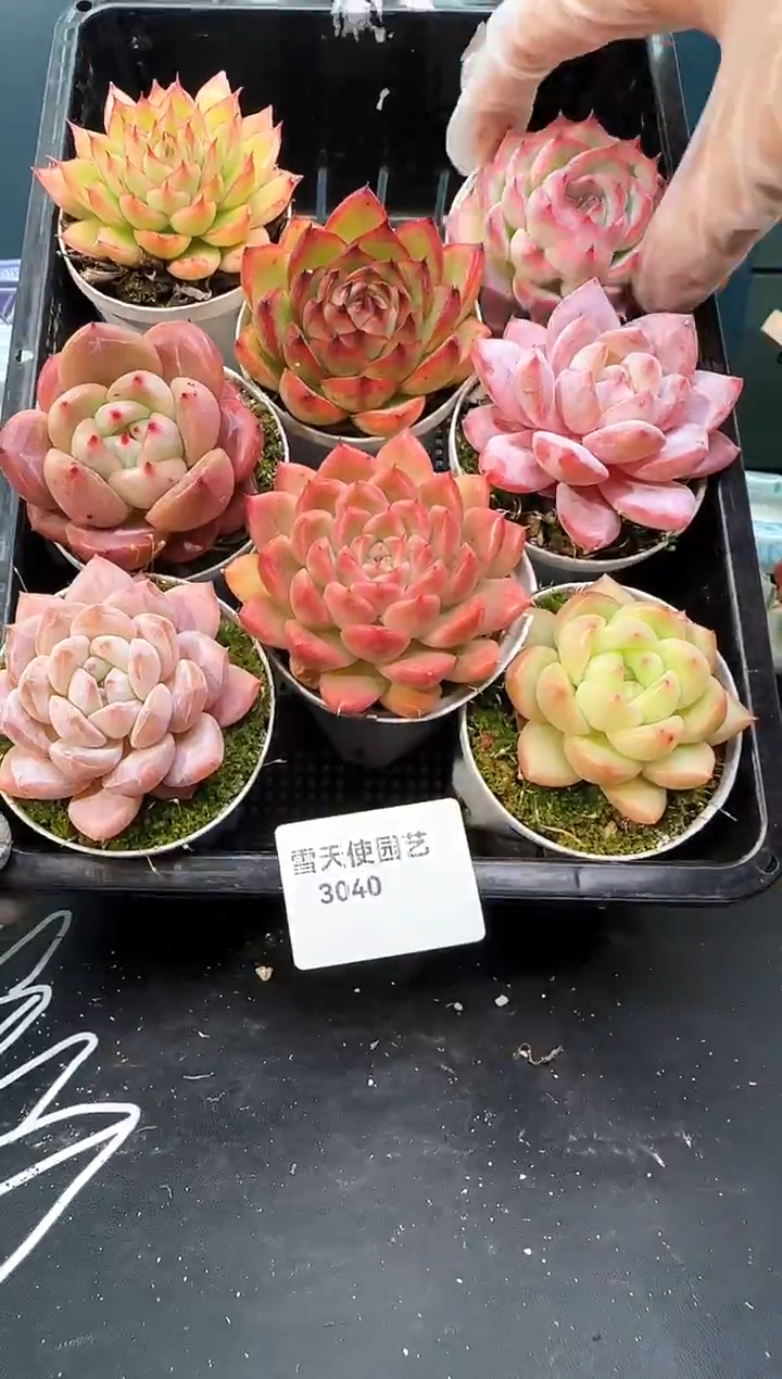 3 040   多肉 8  颗