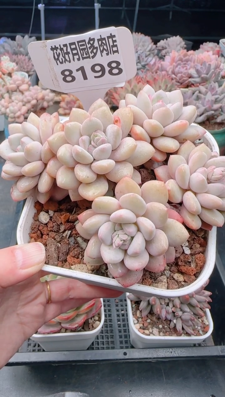 【闪购商品】8198拉丝雨