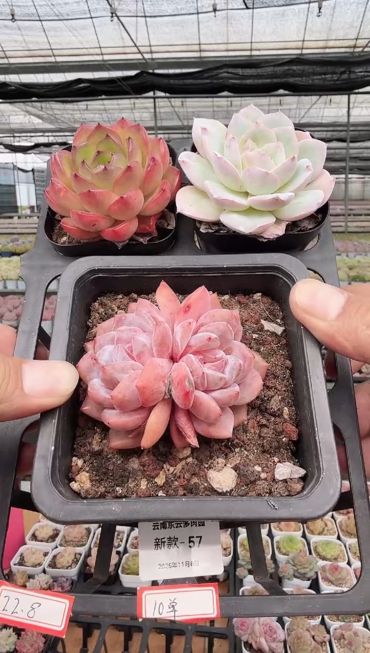 东云多肉园新款-57（脱土发）