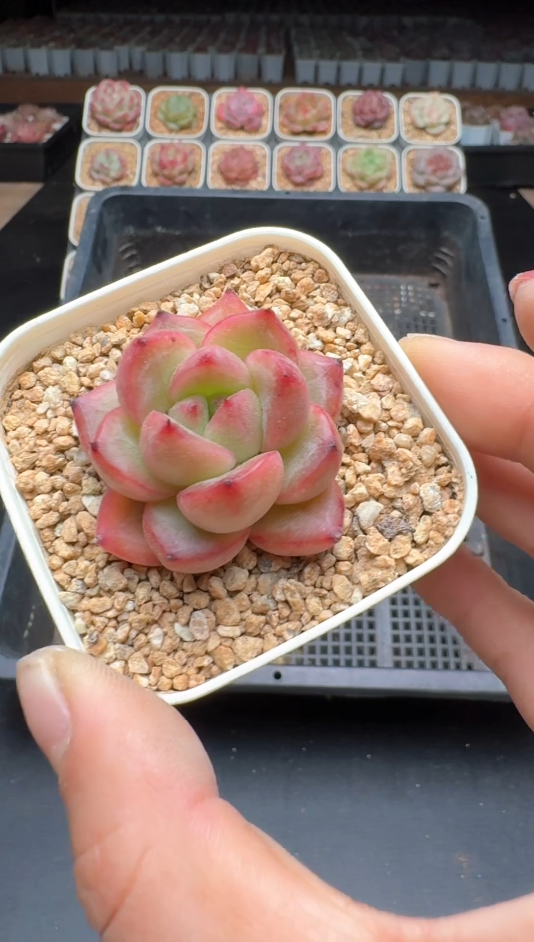 【闪购商品】883A物拍多肉带盆土6.5杯拍3颗包柚