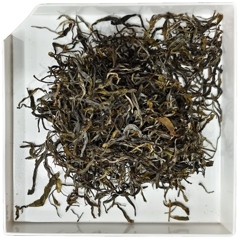 2025年 铜箐河单株散生茶