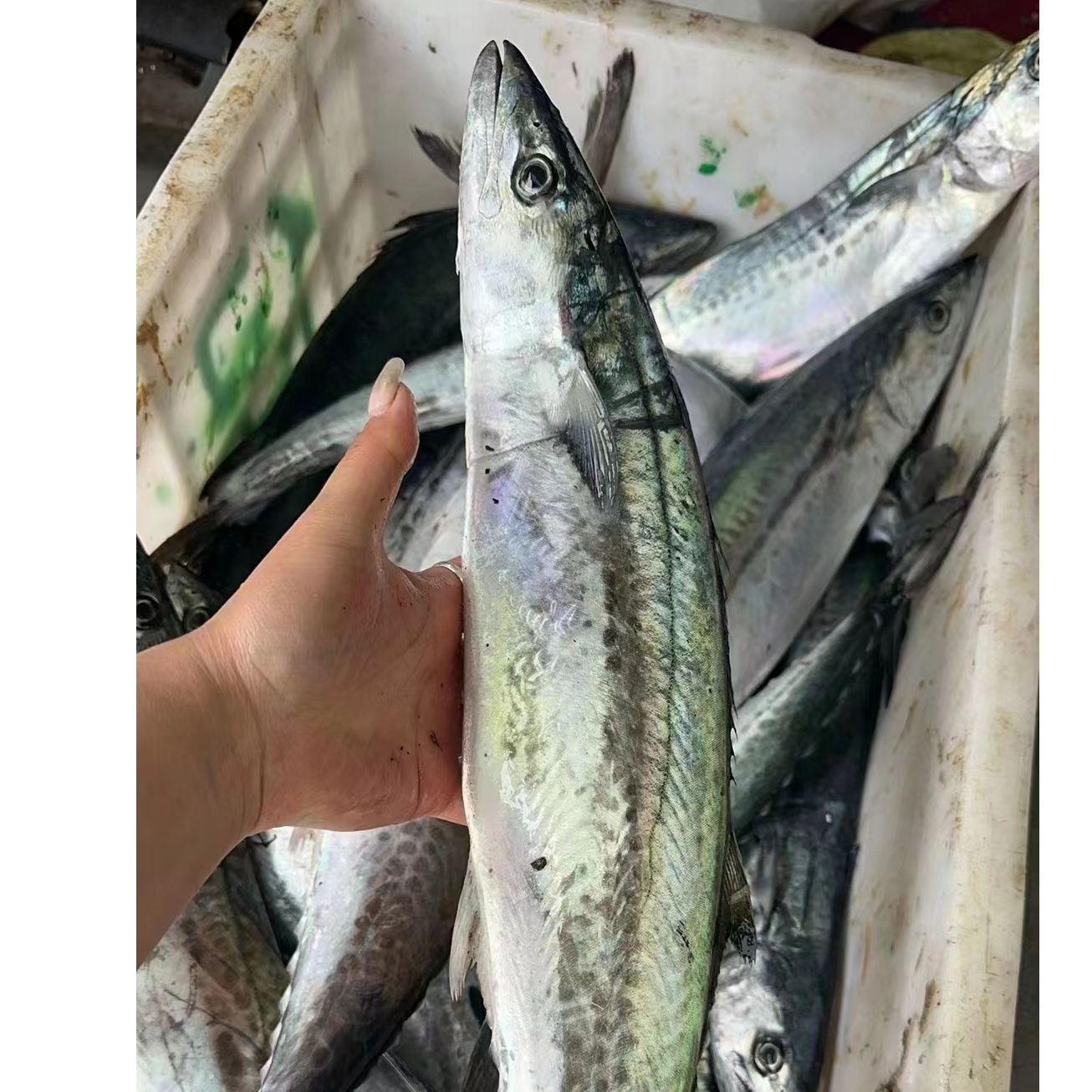 威海特产渤海湾鲅鱼