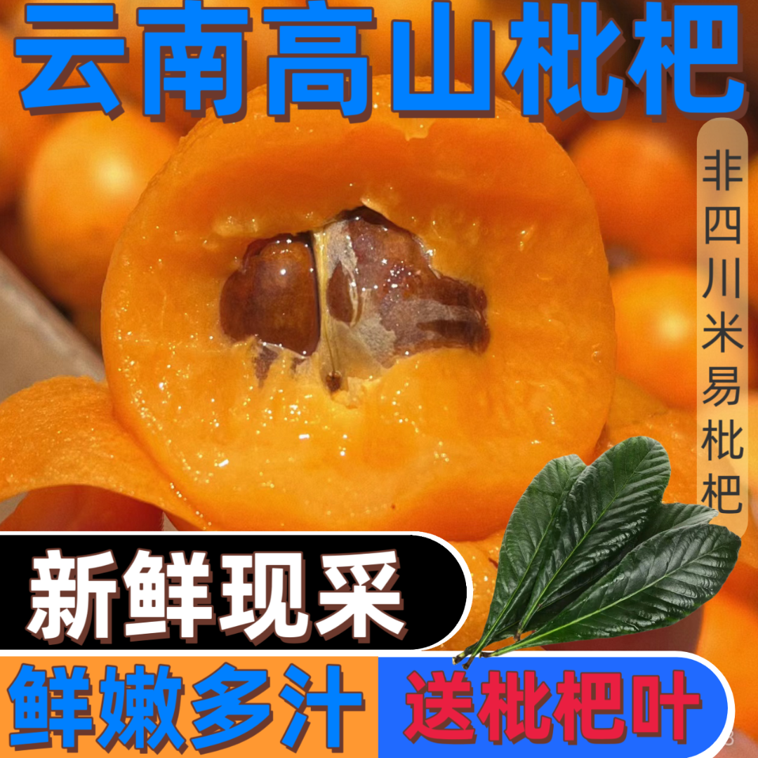 【送枇杷叶】正宗云南蒙自新鲜采摘枇杷鲜果孕妇水果皮薄多汁琵琶果