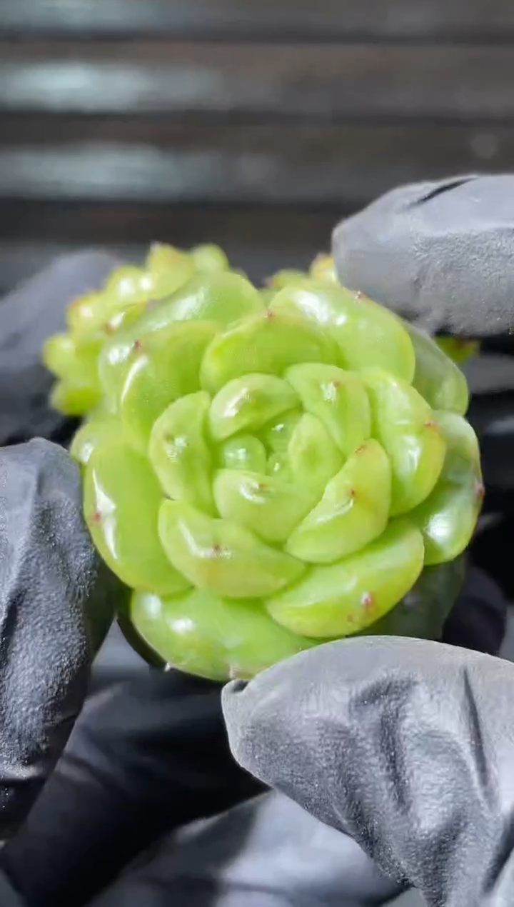 25-38灯泡3-4厘米不包整散量拍发一颗