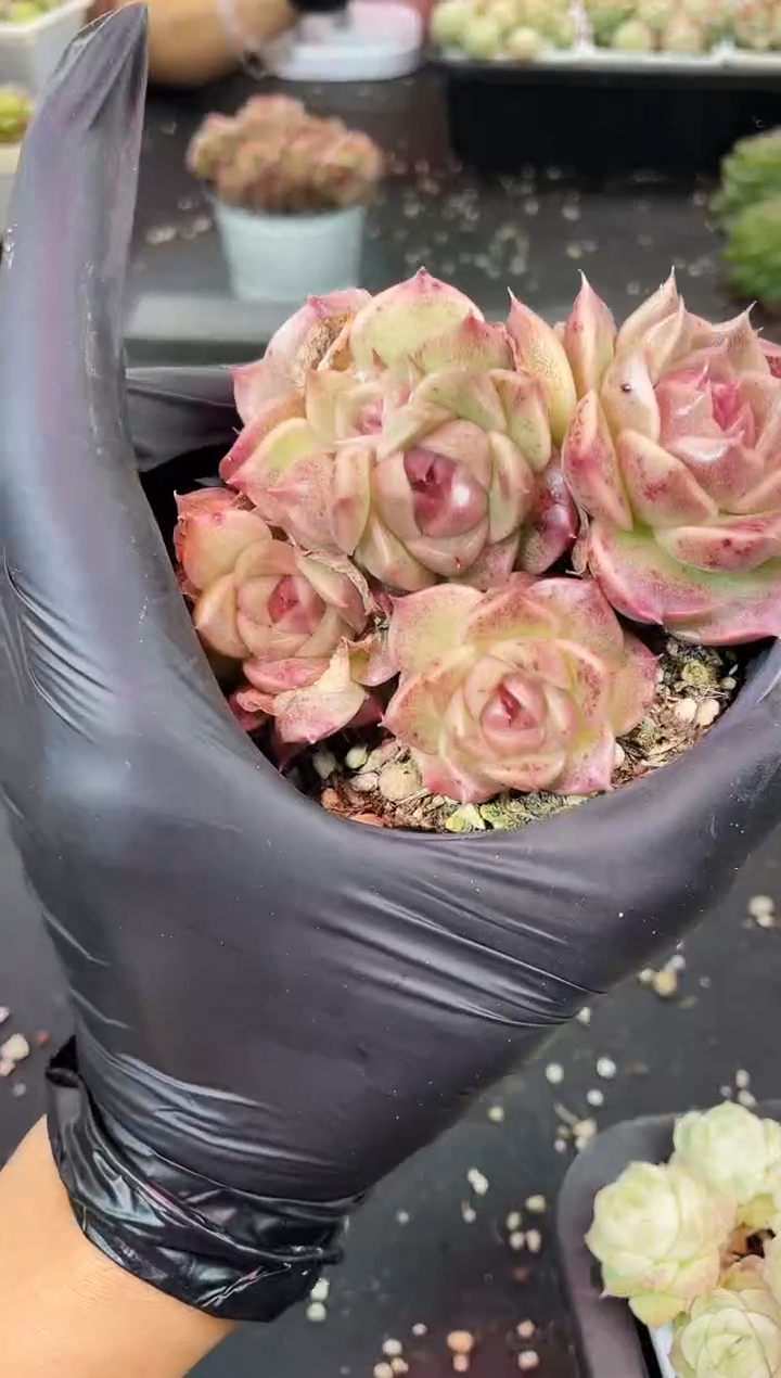 闪购2168  紫冰翡多肉一颗   