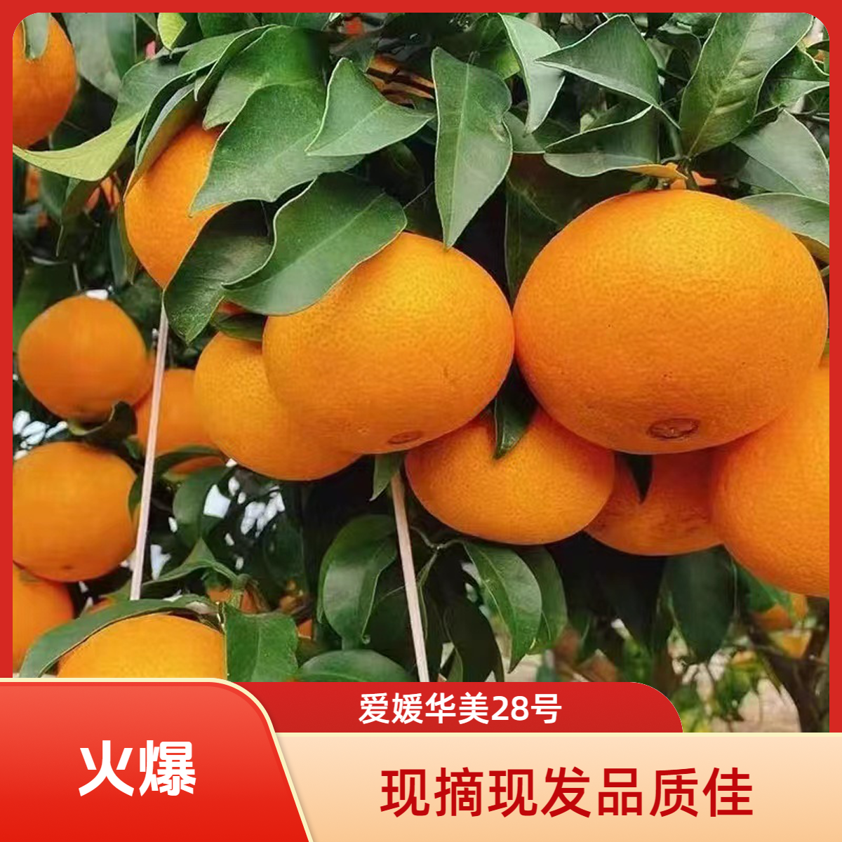 (中通包邮)湖北秭归爱媛华美28号果冻橙果园现摘新鲜应季头茬鲜果
