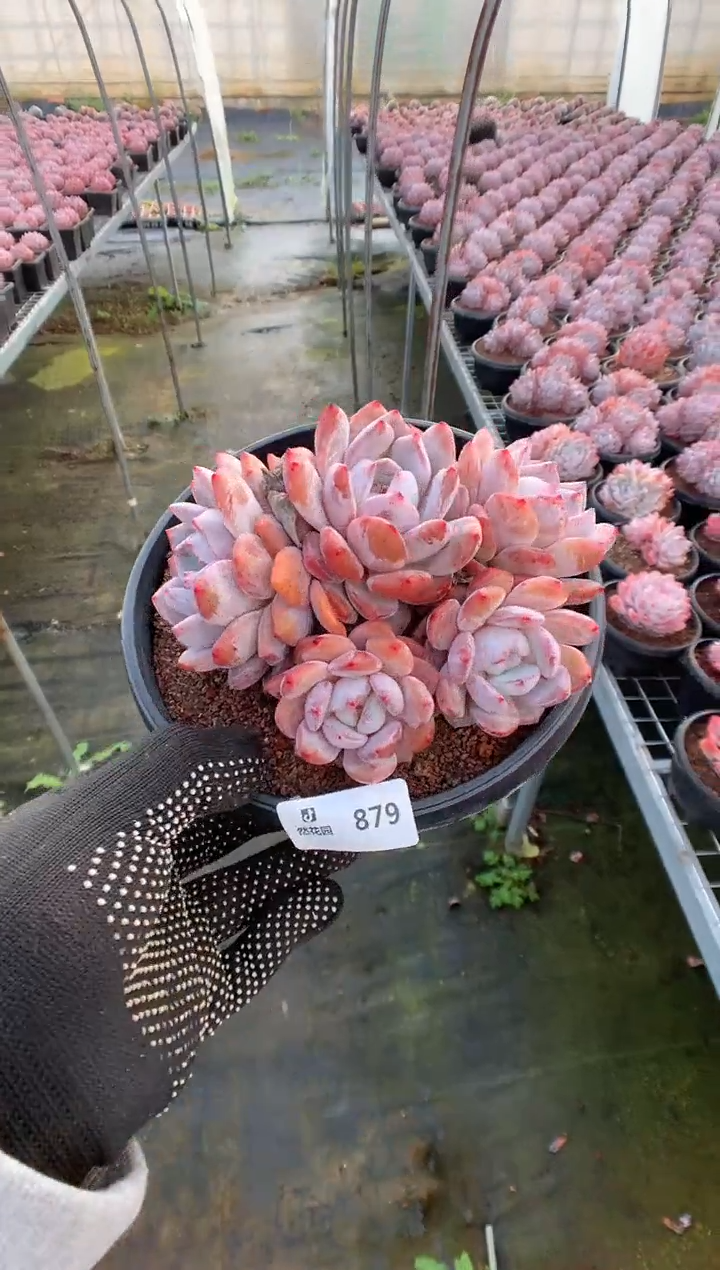 879雪天使一物一拍