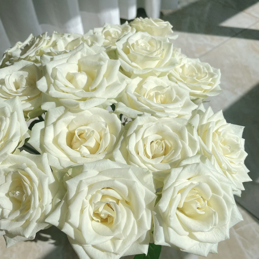 【全疆京东包邮】白雪山玫瑰16枝（多给4枝售后）