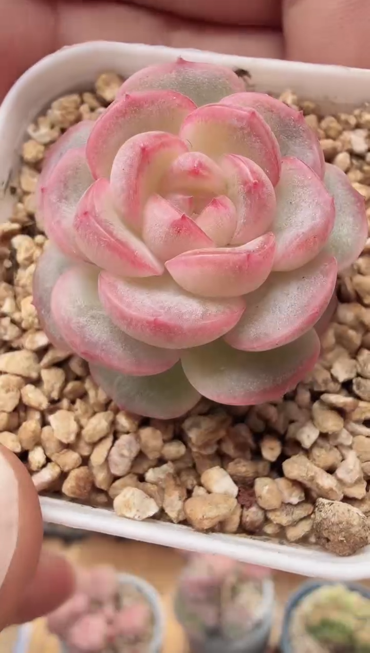 东云多肉园新款-40