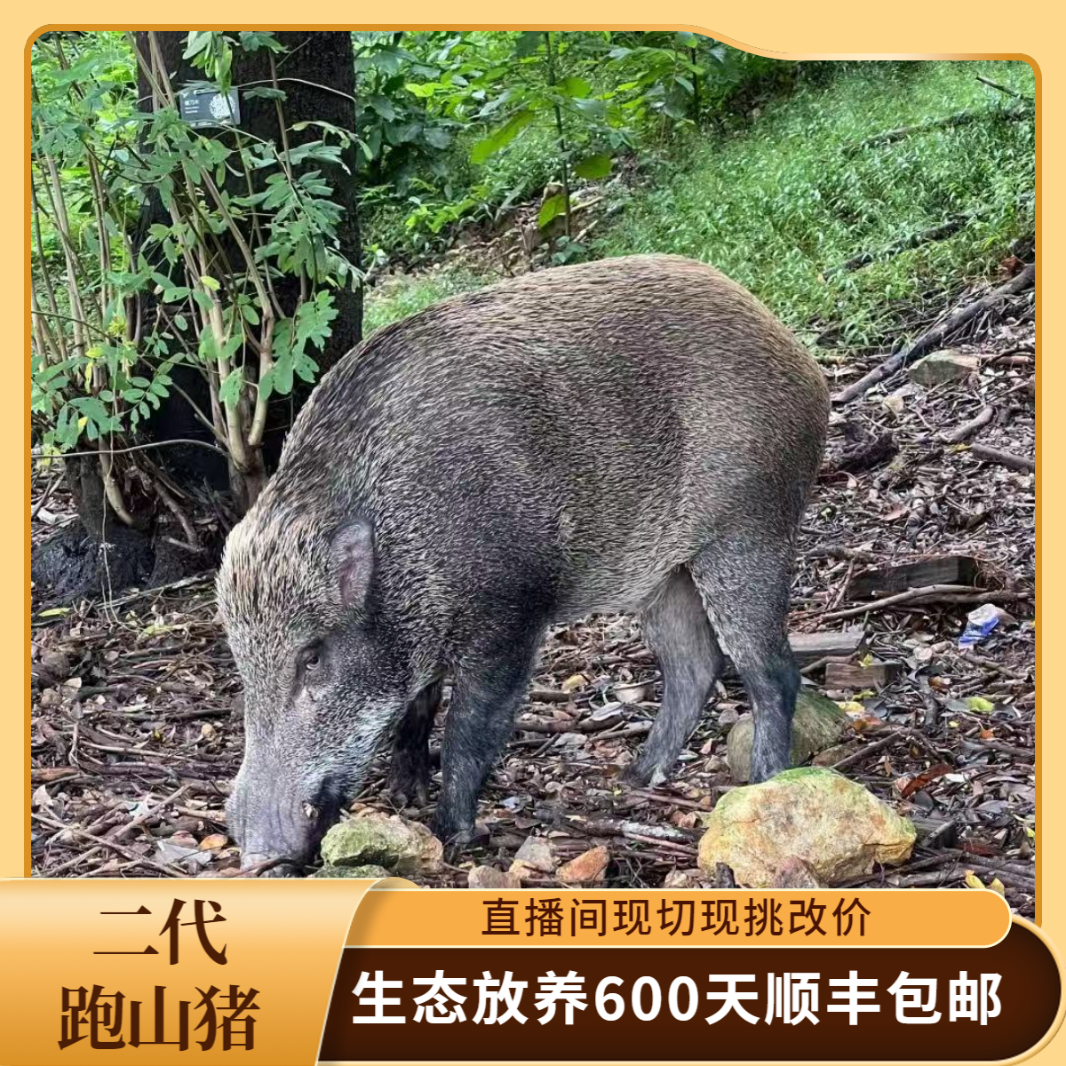 【1号改价链接】散养600天跑山猪 直播间现切现挑  顺丰冷链配送