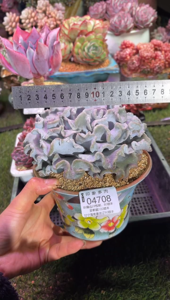 【闪购商品】04708