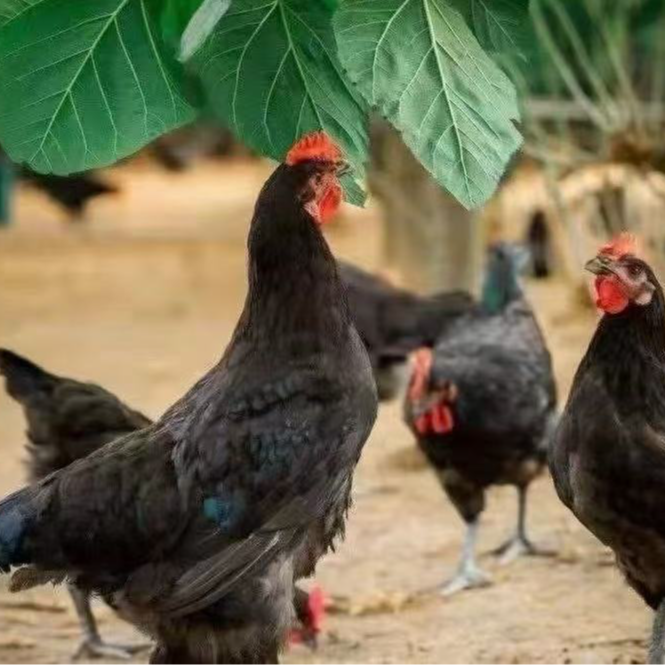 【黑凤鸡5只】散养土鸡肉质细腻 单只1.5斤左右活禽专线XG3