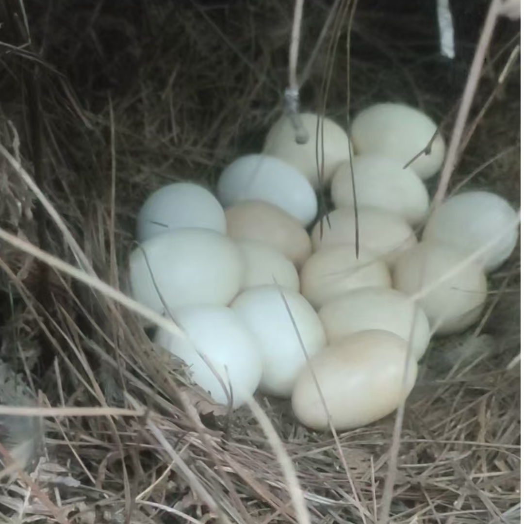 新鲜飞鸡蛋当天捡