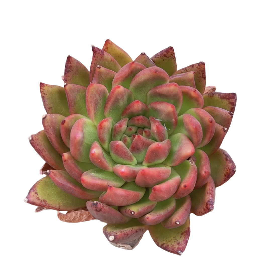 提灯(多肉植物)满19.9包邮 云南基地源头直发新手好养