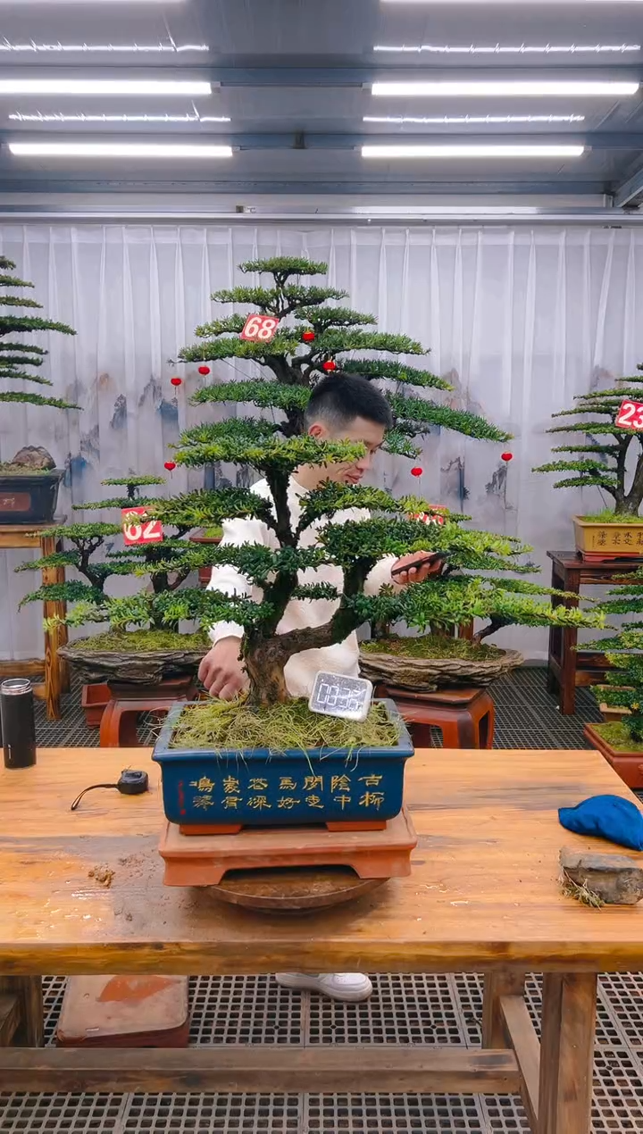 【闪购商品】紫砂精品盆景直播间一物一拍