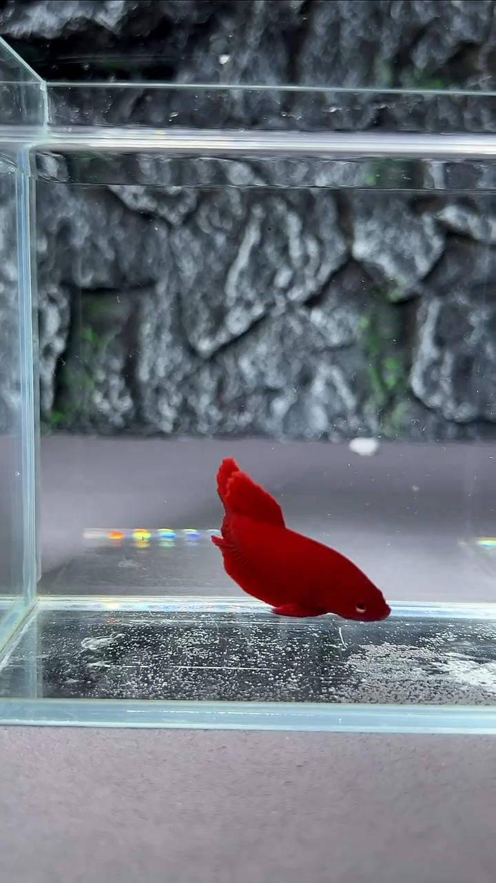 斗鱼竞拍链接A042